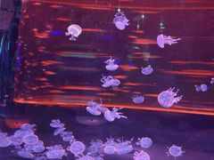 -海合安成都极地海洋公园