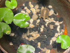 -曲水兰亭(北京四惠店)