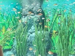 -上海海洋水族馆