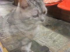 -猫咪博物馆(顶澳仔猫街店)