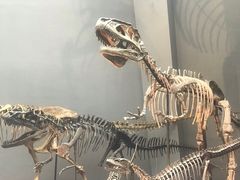 -重庆自然博物馆(新馆)