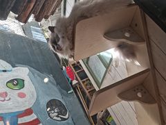 -猫咪博物馆(顶澳仔猫街店)