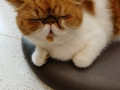 -飞行喵MR PILOT|猫舍·猫咖(静安大融城店)