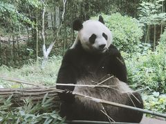 -都江堰中华大熊猫苑