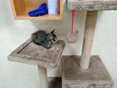 -康乐宝动物医院