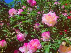 -国家植物园南园