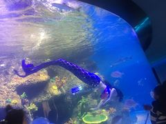 -沙沙哗啦海洋馆(华宇百花谷店)