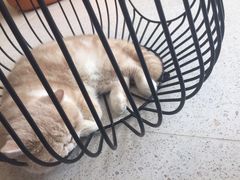 -飞行喵MR PILOT|猫舍·猫咖(静安大融城店)