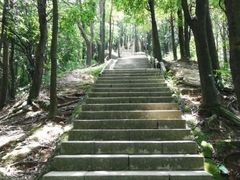 -阳台山森林公园