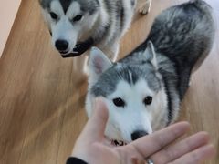 -Husky Go! 哈士奇体验馆·宠物咖啡厅狗咖