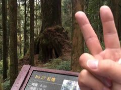 -阿里山神木遗迹