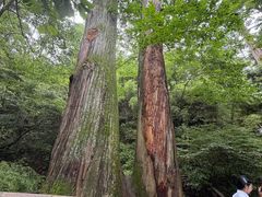 -天目山大树王景区
