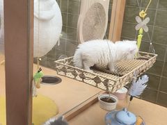 -帕帕拉兹宠物(亚洲旗舰店)