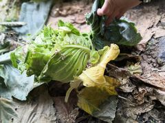 -万源龙顺度假庄园生态观光园