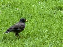 -白云中餐厅·粤菜·亚龙湾喜来登度假酒店