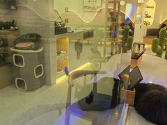 -喵园·猫主题咖啡厅·撸猫·猫咖(国贸店)