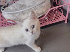 -十年猫舍·猫咪专门店(普陀店)