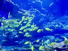 -海合安武汉极地海洋公园