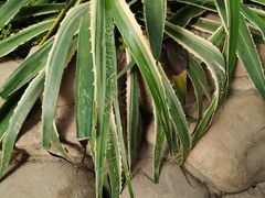 -祥源·阜阳生态乐园