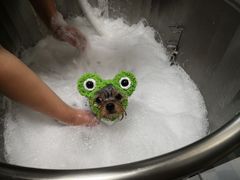 -Oh My Dog宠物沙龙(伊珊娜皮毛护理店)