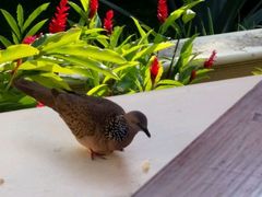 -四季酒店下午茶