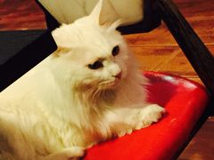 -猫小院猫主题咖啡厅(北锣店)