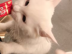 -飞行喵MR PILOT|猫舍·猫咖(静安大融城店)