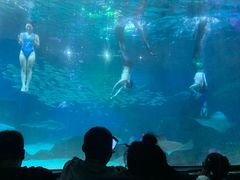 -海合安成都极地海洋公园
