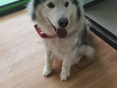 -Husky Go! 哈士奇体验馆·宠物咖啡厅狗咖