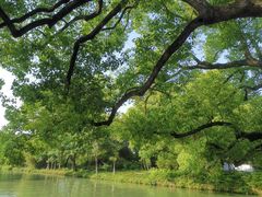 -西溪国家湿地公园