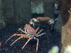 -迪拜水族馆及水下动物园
