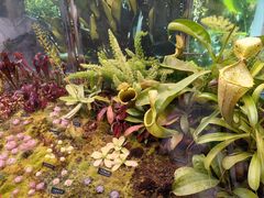 -中国科学院西双版纳热带植物园