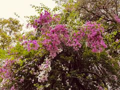 -深圳国际园林花卉博览园