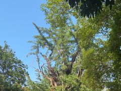 -上海佘山国家森林公园天马山园