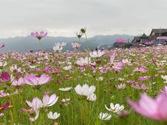 -木洞河街