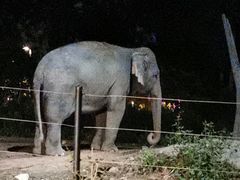 -清迈夜间动物园