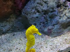 -暹罗海洋世界