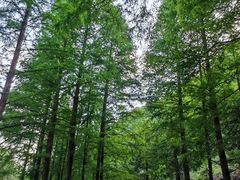 -东天目山风景区