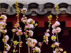 -海棠花溪(元大都城垣遗址公园)