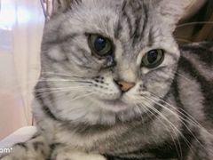 -三花喵·撸猫购宠·宠物生活馆(虹桥南丰城店)