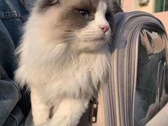 -糯米喵星人总部直营旗舰店·猫舍·幼猫出售