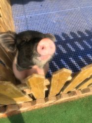 -萌宠亲子动物乐园(槐房万达店)