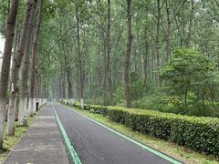 -合肥滨湖国家森林公园