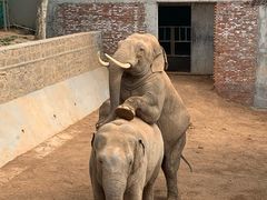 -西霞口神雕山野生动物世界