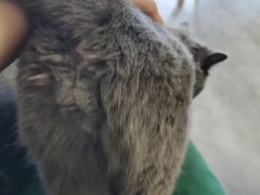 -团子家猫咪猫咖馆·柯基·柯尔鸭
