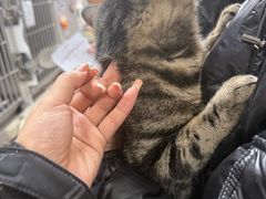 -宠福鑫康馨动物医院·骨科·眼科