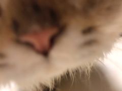 -猫大福·Fortune Cat猫舍(百子湾店)