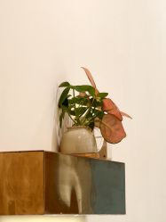 -FUMEIHUI·科技美肤·美体SPA