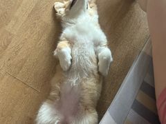 -半岛宠物医院24小时(白果林店)