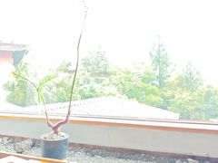 -宴武夷·匠心闽味(印象大红袍店)